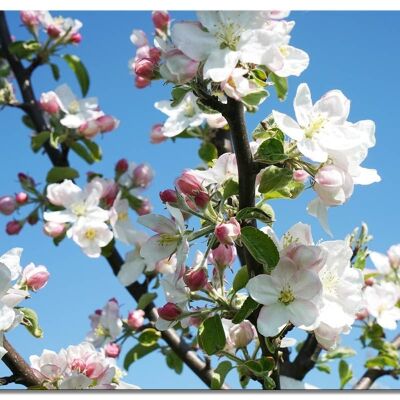 Mural: flor de manzano primavera 1 - formato apaisado 4:3 - muchos tamaños y materiales - motivo de arte fotográfico exclusivo como cuadro de lienzo o cuadro de vidrio acrílico para la decoración de paredes