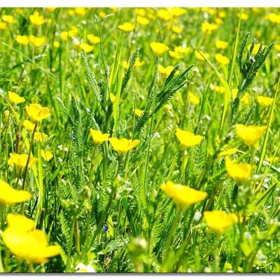 Mural: buttercup spring meadow - landscape format 4:3 - many sizes & materials - exclusive photo art motif as a canvas picture or acrylic glass picture for wall decoration