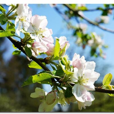 Murale: fiori di melo primavera 2 - formato orizzontale 4:3 - molte dimensioni e materiali - esclusivo motivo artistico fotografico come immagine su tela o immagine su vetro acrilico per la decorazione murale