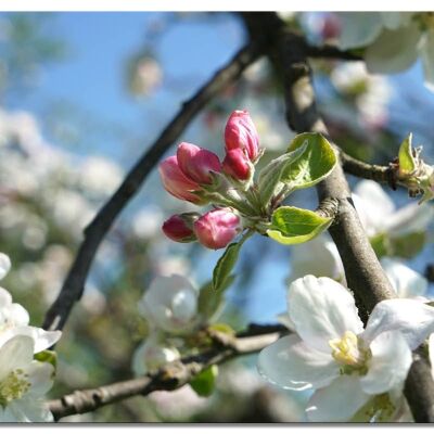 Mural: apple blossom spring 4 - landscape format 4:3 - many sizes & materials - exclusive photo art motif as a canvas picture or acrylic glass picture for wall decoration