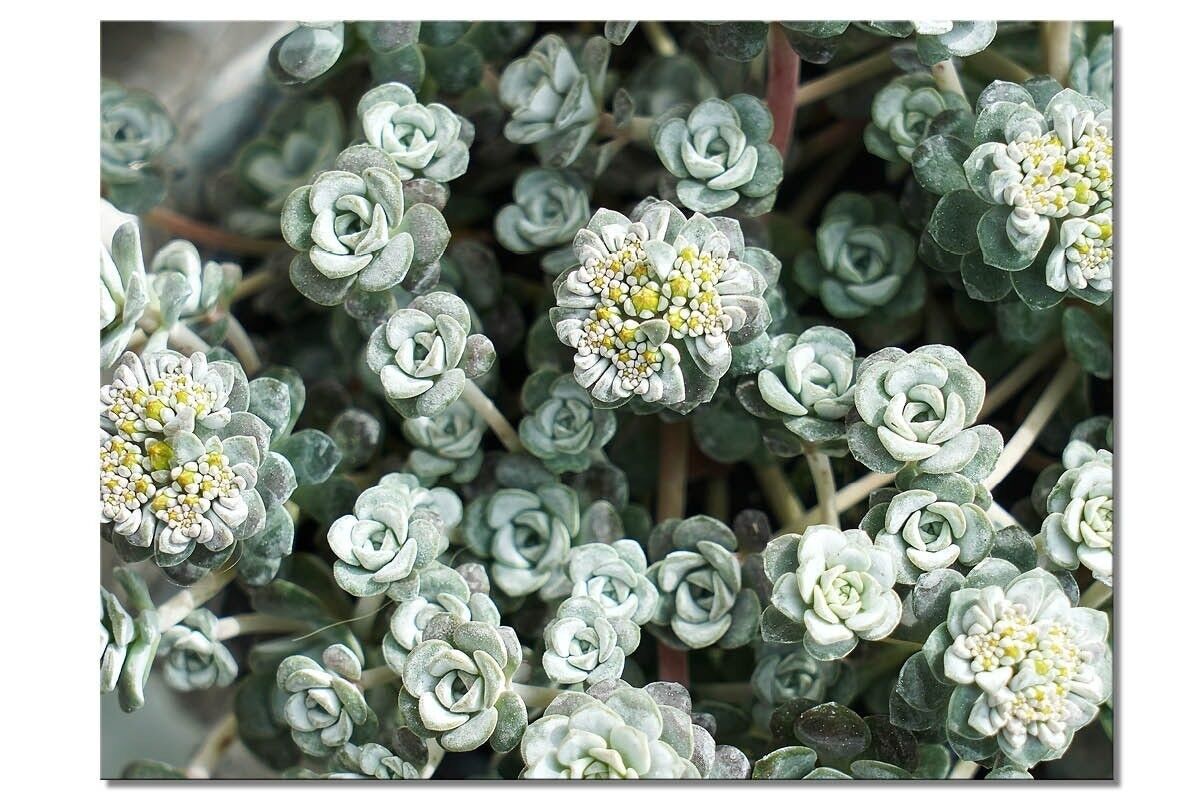 Wandbild: Garten-Fetthenne Cape Blanco - Querformat 4:3 - viele Größen & Materialien – Exklusives Fotokunst-Motiv als Leinwandbild oder Acrylglasbild zur Wand-Dekoration