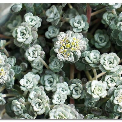 Wall picture: Garden stonecrop Cape Blanco - landscape format 4:3 - many sizes & materials - exclusive photo art motif as a canvas picture or acrylic glass picture for wall decoration