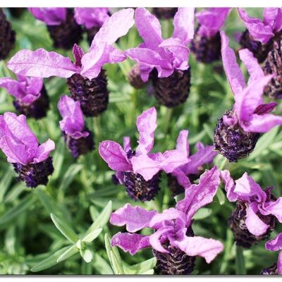 Mural: flores de lavanda moradas - formato apaisado 4:3 - muchos tamaños y materiales - motivo exclusivo de arte fotográfico como lienzo o imagen de vidrio acrílico para la decoración de paredes