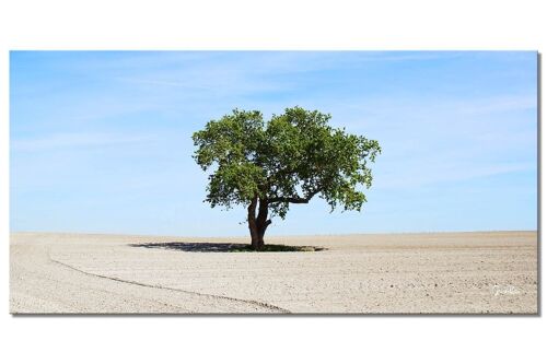 Wandbild: Baum auf dem Feld - Querformat 2:1 - viele Größen & Materialien – Exklusives Fotokunst-Motiv als Leinwandbild oder Acrylglasbild zur Wand-Dekoration