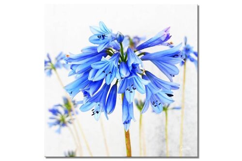 Wandbild: Blüte in zartem Blau - Quadrat 1:1 - viele Größen & Materialien – Exklusives Fotokunst-Motiv als Leinwandbild oder Acrylglasbild zur Wand-Dekoration