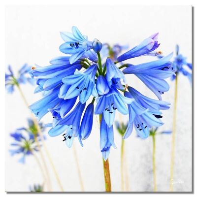 Mural: Flor en azul suave - Cuadrado 1:1 - Muchos tamaños y materiales - Motivo exclusivo de arte fotográfico como lienzo o imagen de vidrio acrílico para decoración de paredes
