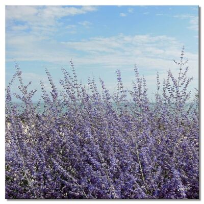 Wandbild: Lavendel vor blauem Himmel - Quadrat 1:1 - viele Größen & Materialien – Exklusives Fotokunst-Motiv als Leinwandbild oder Acrylglasbild zur Wand-Dekoration