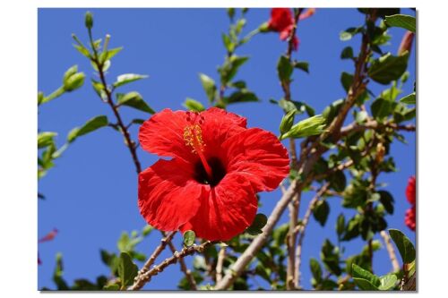 Wandbild: Kreta roter Hibiskus 2 - Querformat 4:3 - viele Größen & Materialien – Exklusives Fotokunst-Motiv als Leinwandbild oder Acrylglasbild zur Wand-Dekoration