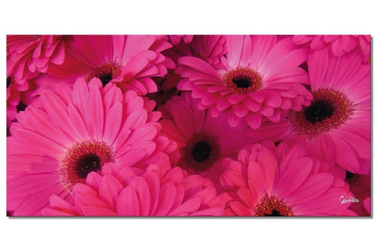 Wandbild: Gerbera in Pink - Querformat 2:1 - viele Größen & Materialien – Exklusives Fotokunst-Motiv als Leinwandbild oder Acrylglasbild zur Wand-Dekoration