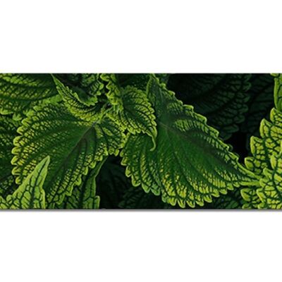 Mural Collection 3 - Motif a: Green Mint - Panorama across 3:1 - many sizes & materials - Exclusive photo art motif as a canvas picture or acrylic glass picture for wall decoration