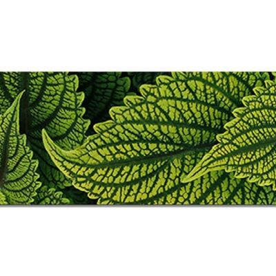Collection de peintures murales 3 - motif b : menthe verte - panorama sur 3:1 - nombreuses tailles et matériaux - motif d'art photo exclusif comme image sur toile ou image en verre acrylique pour la décoration murale