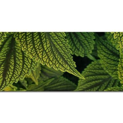 Mural collection 3 - motif d: green mint - panorama across 3:1 - many sizes & materials - exclusive photo art motif as a canvas picture or acrylic glass picture for wall decoration