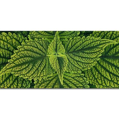 Mural Collection 3 - Motif e: Green Mint - Panorama across 3:1 - many sizes & materials - Exclusive photo art motif as a canvas picture or acrylic glass picture for wall decoration