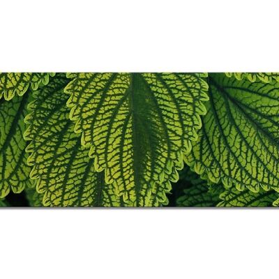 Mural collection 3 - motif f: green mint - panorama across 3:1 - many sizes & materials - exclusive photo art motif as a canvas picture or acrylic glass picture for wall decoration