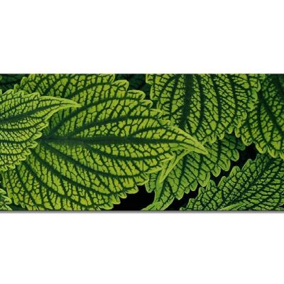 Mural collection 3 - motif g: green mint - panorama across 3:1 - many sizes & materials - exclusive photo art motif as a canvas picture or acrylic glass picture for wall decoration