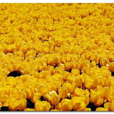 Mural: Sea of Tulips 5 - landscape format 4:3 - many sizes & materials - exclusive photo art motif as a canvas picture or acrylic glass picture for wall decoration