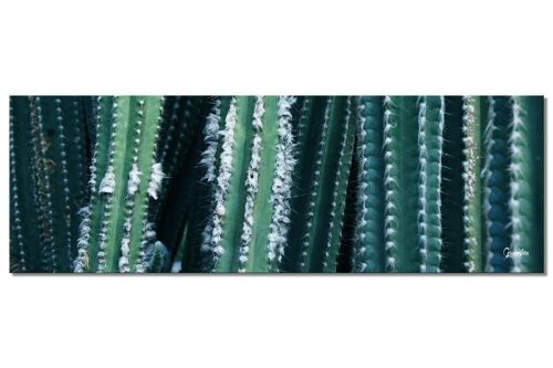 Wandbild: Kakteenwelt 1 - Panorama quer 3:1 - viele Größen & Materialien – Exklusives Fotokunst-Motiv als Leinwandbild oder Acrylglasbild zur Wand-Dekoration