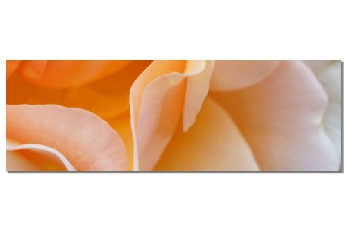 Wandbild Kollektion 4 – Motiv a: Gelbe Rosen-Blüte - Panorama quer 3:1 - viele Größen & Materialien – Exklusives Fotokunst-Motiv als Leinwandbild oder Acrylglasbild zur Wand-Dekoration