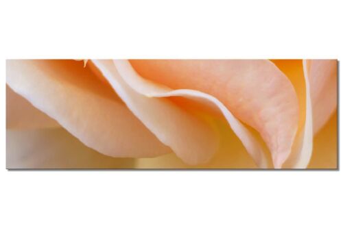 Wandbild Kollektion 4 – Motiv b: Gelbe Rosen-Blüte - Panorama quer 3:1 - viele Größen & Materialien – Exklusives Fotokunst-Motiv als Leinwandbild oder Acrylglasbild zur Wand-Dekoration