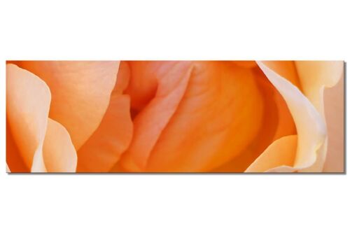 Wandbild Kollektion 4 – Motiv d: Gelbe Rosen-Blüte - Panorama quer 3:1 - viele Größen & Materialien – Exklusives Fotokunst-Motiv als Leinwandbild oder Acrylglasbild zur Wand-Dekoration