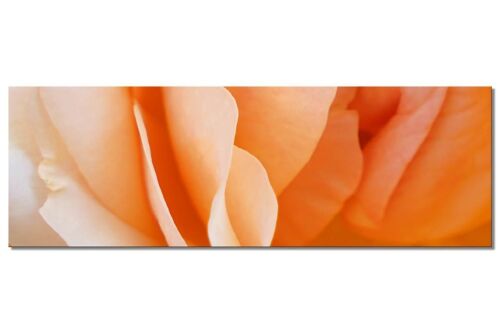 Wandbild Kollektion 4 – Motiv c: Gelbe Rosen-Blüte - Panorama quer 3:1 - viele Größen & Materialien – Exklusives Fotokunst-Motiv als Leinwandbild oder Acrylglasbild zur Wand-Dekoration
