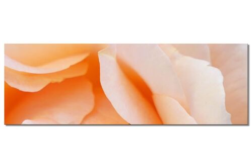 Wandbild Kollektion 4 – Motiv e: Gelbe Rosen-Blüte - Panorama quer 3:1 - viele Größen & Materialien – Exklusives Fotokunst-Motiv als Leinwandbild oder Acrylglasbild zur Wand-Dekoration