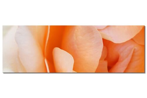 Wandbild Kollektion 4 – Motiv f: Gelbe Rosen-Blüte - Panorama quer 3:1 - viele Größen & Materialien – Exklusives Fotokunst-Motiv als Leinwandbild oder Acrylglasbild zur Wand-Dekoration