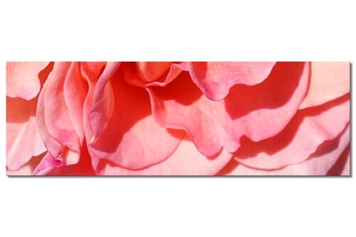 Wandbild Kollektion 5 – Motiv a: Rote Rosen-Blüte - Panorama quer 3:1 - viele Größen & Materialien – Exklusives Fotokunst-Motiv als Leinwandbild oder Acrylglasbild zur Wand-Dekoration