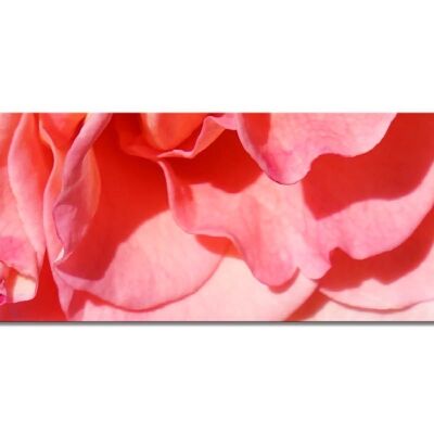 Colección de murales 5 - Motivo a: Flor de rosa roja - panorama a través de 3:1 - muchos tamaños y materiales - motivo de arte fotográfico exclusivo como lienzo o imagen de vidrio acrílico para la decoración de paredes