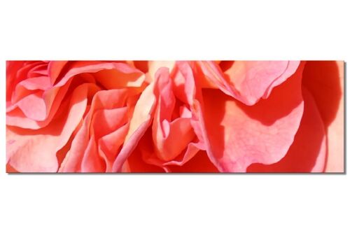 Wandbild Kollektion 5 – Motiv b: Rote Rosen-Blüte - Panorama quer 3:1 - viele Größen & Materialien – Exklusives Fotokunst-Motiv als Leinwandbild oder Acrylglasbild zur Wand-Dekoration