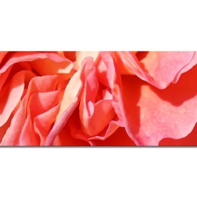 Mural collection 5 - Motif b: Red rose blossom - panorama across 3:1 - many sizes & materials - exclusive photo art motif as a canvas or acrylic glass picture for wall decoration