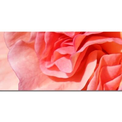 Colección de murales 5 - motivo c: flor de rosa roja - panorama a través de 3:1 - muchos tamaños y materiales - motivo de arte fotográfico exclusivo como cuadro de lienzo o cuadro de vidrio acrílico para decoración de paredes