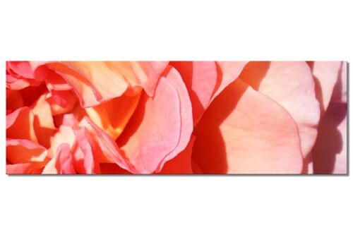 Wandbild Kollektion 5 – Motiv d: Rote Rosen-Blüte - Panorama quer 3:1 - viele Größen & Materialien – Exklusives Fotokunst-Motiv als Leinwandbild oder Acrylglasbild zur Wand-Dekoration