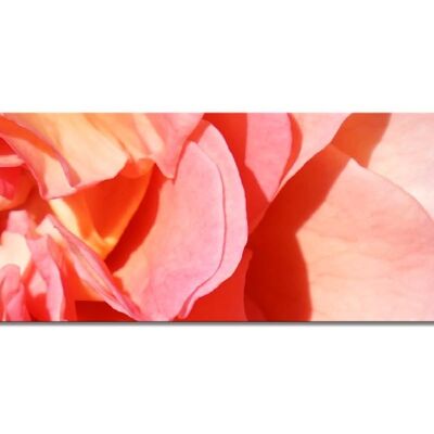 Mural collection 5 - motif d: red rose blossom - panorama landscape 3:1 - many sizes & materials - exclusive photo art motif as a canvas picture or acrylic glass picture for wall decoration