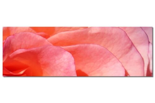 Wandbild Kollektion 5 – Motiv e: Rote Rosen-Blüte - Panorama quer 3:1 - viele Größen & Materialien – Exklusives Fotokunst-Motiv als Leinwandbild oder Acrylglasbild zur Wand-Dekoration