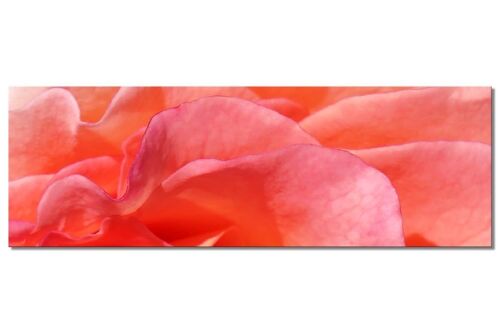 Wandbild Kollektion 5 – Motiv f: Rote Rosen-Blüte - Panorama quer 3:1 - viele Größen & Materialien – Exklusives Fotokunst-Motiv als Leinwandbild oder Acrylglasbild zur Wand-Dekoration
