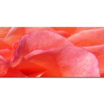 Colección de murales 5 - motivo f: flor de rosa roja - panorama a través de 3:1 - muchos tamaños y materiales - motivo de arte fotográfico exclusivo como cuadro de lienzo o cuadro de vidrio acrílico para decoración de paredes
