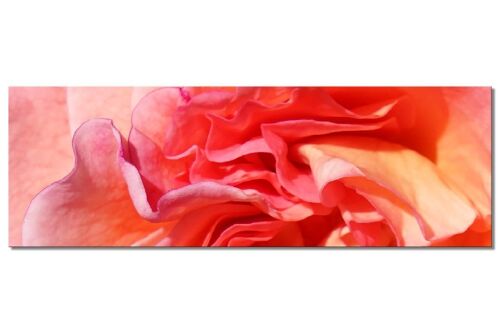 Wandbild Kollektion 5 – Motiv g: Rote Rosen-Blüte - Panorama quer 3:1 - viele Größen & Materialien – Exklusives Fotokunst-Motiv als Leinwandbild oder Acrylglasbild zur Wand-Dekoration