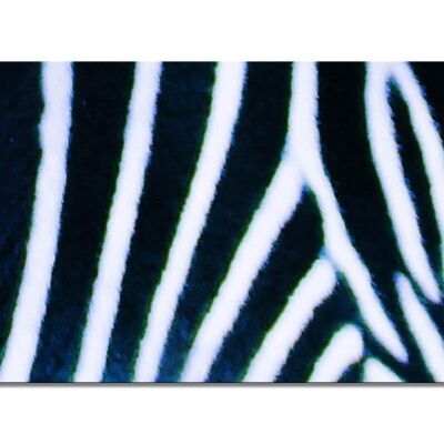 Mural collection 7 - motif c: zebra love - landscape format 2:1 - many sizes & materials - exclusive photo art motif as a canvas picture or acrylic glass picture for wall decoration