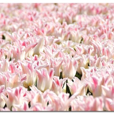 Mural: Mar de tulipanes 10 - formato apaisado 4:3 - muchos tamaños y materiales - motivo de arte fotográfico exclusivo como cuadro de lienzo o cuadro de vidrio acrílico para la decoración de paredes