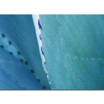 Colección de murales 9 - Motif e: Cactus World - formato apaisado 2:1 - muchos tamaños y materiales - motivo de arte fotográfico exclusivo como cuadro de lienzo o cuadro de vidrio acrílico para decoración de paredes