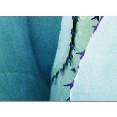 Collezione di murales 9 - Motivo g: mondo dei cactus - formato orizzontale 2:1 - molte dimensioni e materiali - esclusivo motivo artistico fotografico come immagine su tela o immagine su vetro acrilico per la decorazione murale