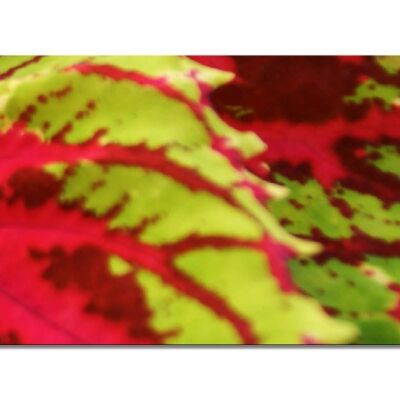 Mural Collection 11 - Motif a: Pink Nature Foliage - formato apaisado 2:1 - muchos tamaños y materiales - motivo de arte fotográfico exclusivo como cuadro de lienzo o cuadro de vidrio acrílico para decoración de paredes