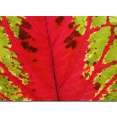 Colección de murales 11 - Motif e: Pink Nature Foliage - formato apaisado 2:1 - muchos tamaños y materiales - motivo de arte fotográfico exclusivo como cuadro de lienzo o cuadro de vidrio acrílico para decoración de paredes