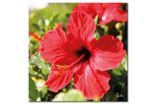 Wandbild: Hibiskus, strahlend rot - Quadrat 1:1 - viele Größen & Materialien – Exklusives Fotokunst-Motiv als Leinwandbild oder Acrylglasbild zur Wand-Dekoration