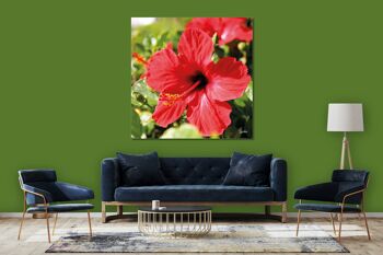 Papier peint : hibiscus, rouge vif - carré 1:1 - nombreuses tailles et matériaux - motif d'art photographique exclusif sous forme de toile ou d'image en verre acrylique pour la décoration murale 3