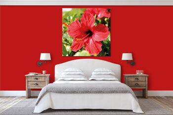 Papier peint : hibiscus, rouge vif - carré 1:1 - nombreuses tailles et matériaux - motif d'art photographique exclusif sous forme de toile ou d'image en verre acrylique pour la décoration murale 5