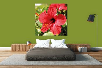 Papier peint : hibiscus, rouge vif - carré 1:1 - nombreuses tailles et matériaux - motif d'art photographique exclusif sous forme de toile ou d'image en verre acrylique pour la décoration murale 12