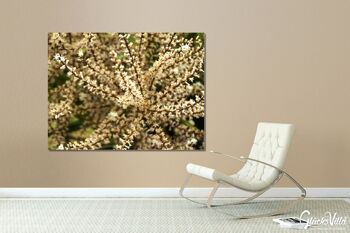 Papier peint : arbuste blanc - format paysage 4:3 - nombreuses tailles et matériaux - motif d'art photographique exclusif sous forme d'image sur toile ou d'image en verre acrylique pour la décoration murale 5