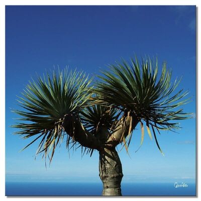 Mural: Greek palm tree - square 1:1 - many sizes & materials - exclusive photo art motif as a canvas picture or acrylic glass picture for wall decoration